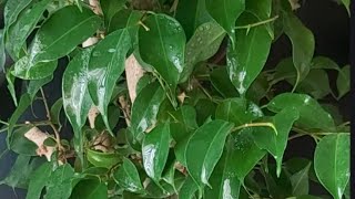 Árbol de Ficus Benjamina #Relaxing Sound and Sights| Sonido de Relajación Para Dormir  #SHORTS