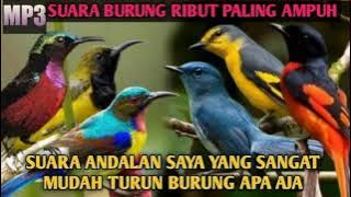 SUARA BURUNG RIBUT YANG PALING AMPUH 💯% di jamin kagak bikin kecewa