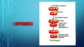 REPRODUKSI BAKTERI SECARA ASEKSUAL DAH SEKSUAL