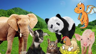 The most interesting animals: elephants, pandas, goats, chickens, pigs,...