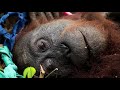Act Now - Save the Orangutan | International Animal Rescue