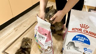 新入り子猫のご飯を高速で奪い怒られてしまった泥棒猫