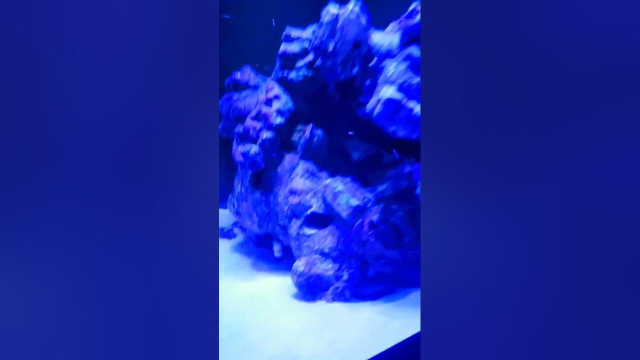 lil flip game over saltwater aquarium YouTube