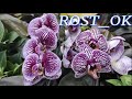 №452/ СВЕЖИЕ ОРХИДЕИ  и комнатные растения в с/ц ROST_ OK. Есть УЦЕНЕННЫЕ орхидеи.
