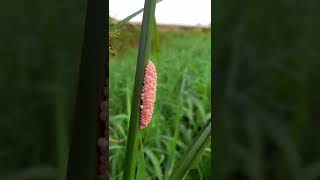 manfaat telur keong mas#egg #keong #keongmas #sawah #padi #kembang #shorts