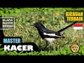 Suara Kicauan Burung Kacer Terbaik Part Masteran Kacer Kacer Gacor Pancingan Kacer Mp3 - Mp4 Download