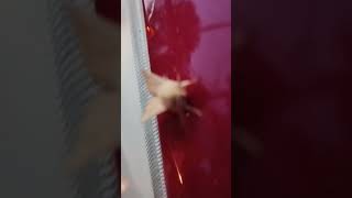 ¿Si María se posa, qué bichito es?