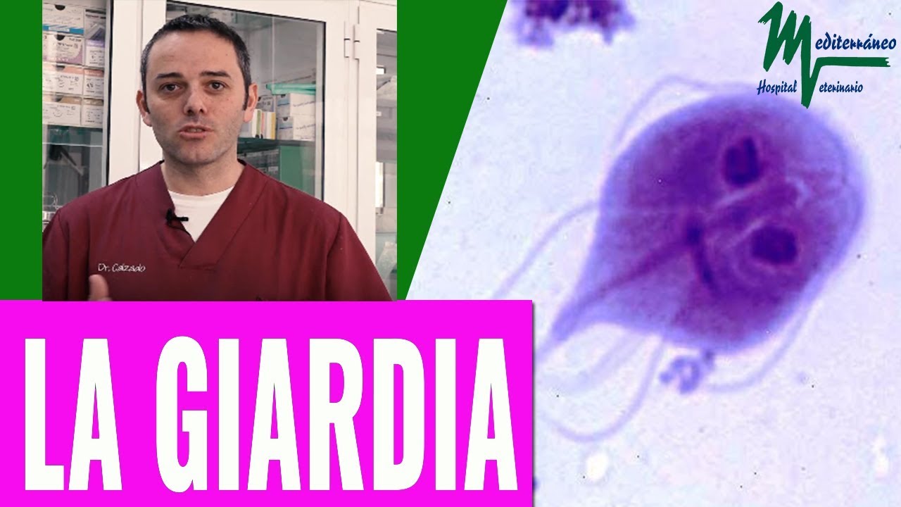 giardia bacteria en perros a gyomor rossz szagú