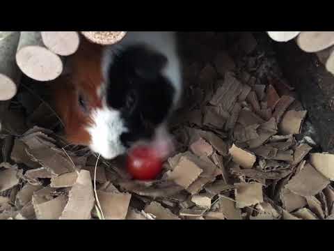 Guineapig plays soccer