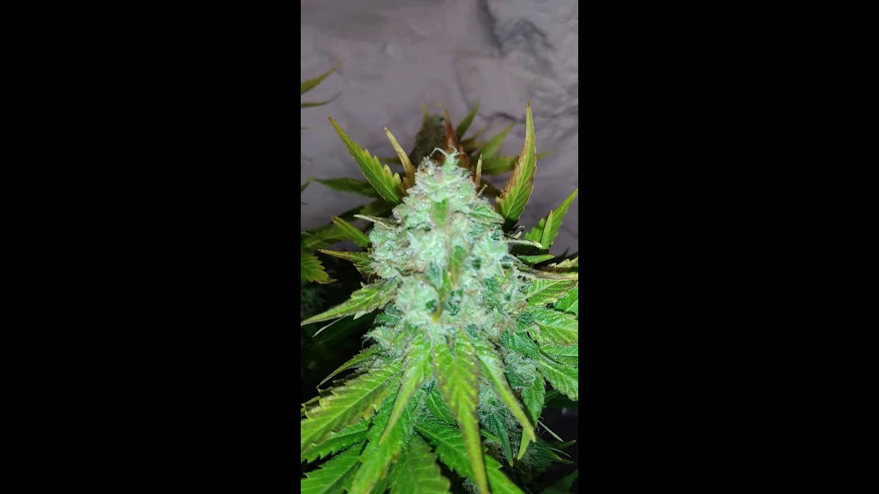Blimburn Chem 4 Day 58 pre harvest video