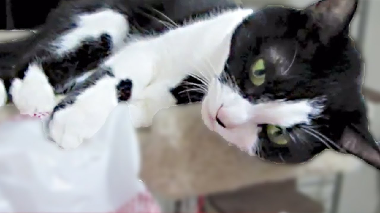 funny cats sleeping in weird positions compilation 2014 funnyplox キャットタワーがやってきた！！袋遊びで興奮？はちわれ猫「ハッチ」-The tuxedo cat which is idle with a new cat tower happily.