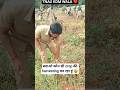 agriculture student ka field work TNAU me 😱 | batao konsi crop h 😜 | #farming #icar2025 #shorts