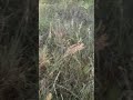 Zioła - Dziewanna