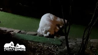 しつこく話しかけられたのでプイッと横を向いたルンルンです　Great Pyrenees　グレートピレニーズ