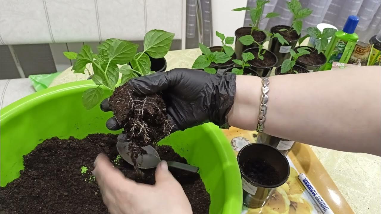 Идеальный грунт для пересадки рассады перца.Безболезненная перевалка ...