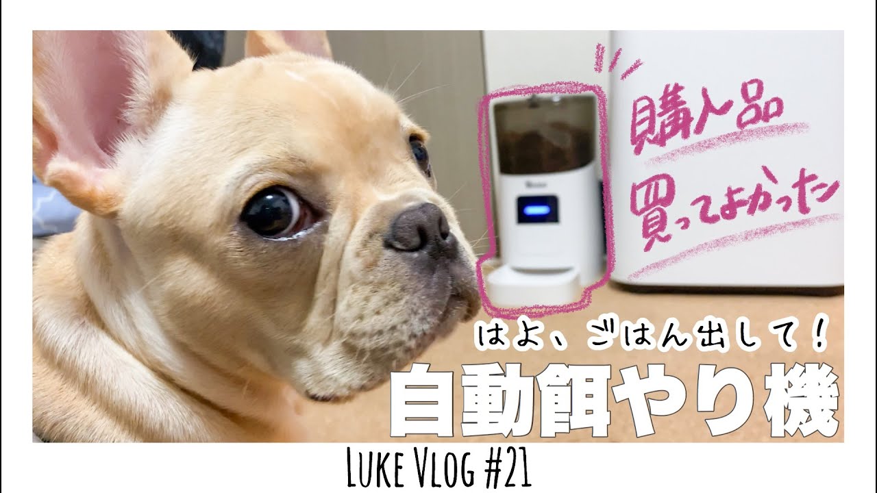 自動餌やり機に興味津々！！いつもよりいい食べっぷり！赤ちゃん
