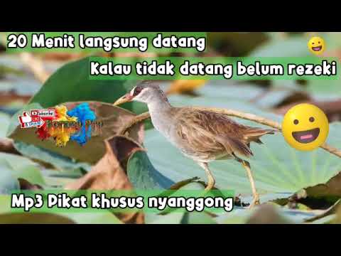 Mikat burung tikusan di musim kawin | Ini suara pikatnya