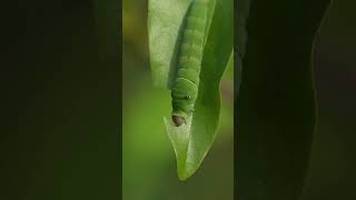 Eastern Tiger Swallowtail Caterpillar #animal  #nature #insects #butterflies
