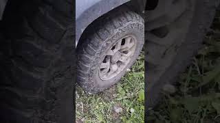Сибирь. Тайга. Паут.