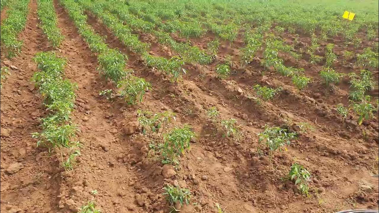 drip irrigation system preparation before red chilli farming tour YouTube