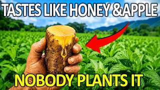 Tastes Like Apple and Honey, Grows Almost Wild — Why Is Nobody Planting It