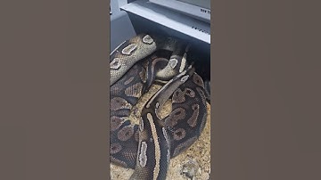 Black head pastel x black head red gene mojave 🖤🖤🖤🖤