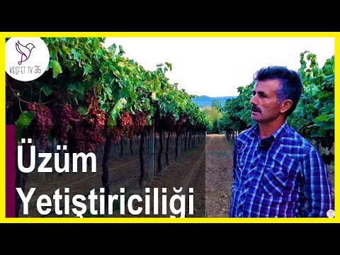 Video: Üzüm Üzüm: çeşit tanımı, bakımı, verimi ve incelemeleri