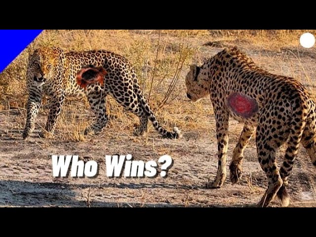 cheetah-vs-leopard-fight