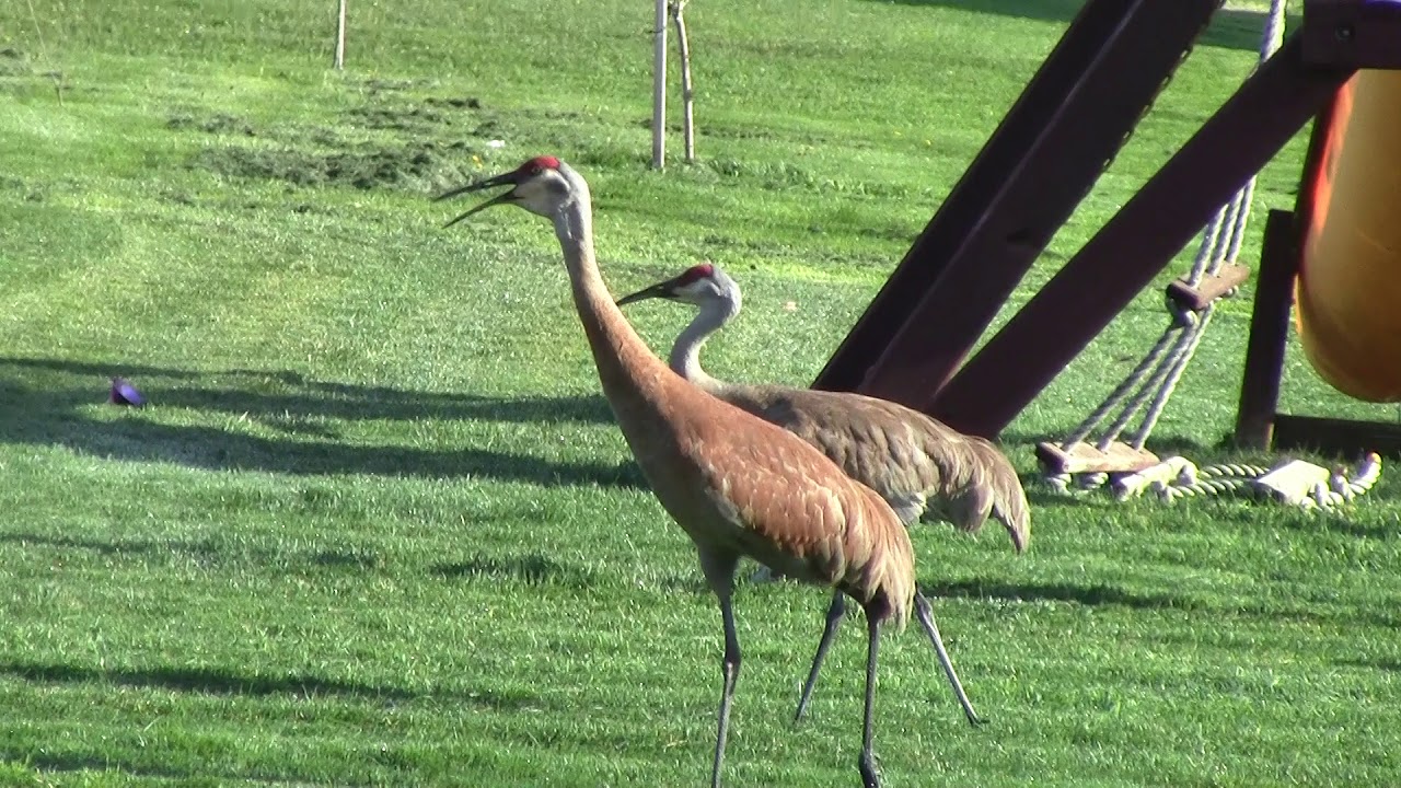 Sand hill crane calls during distress YouTube