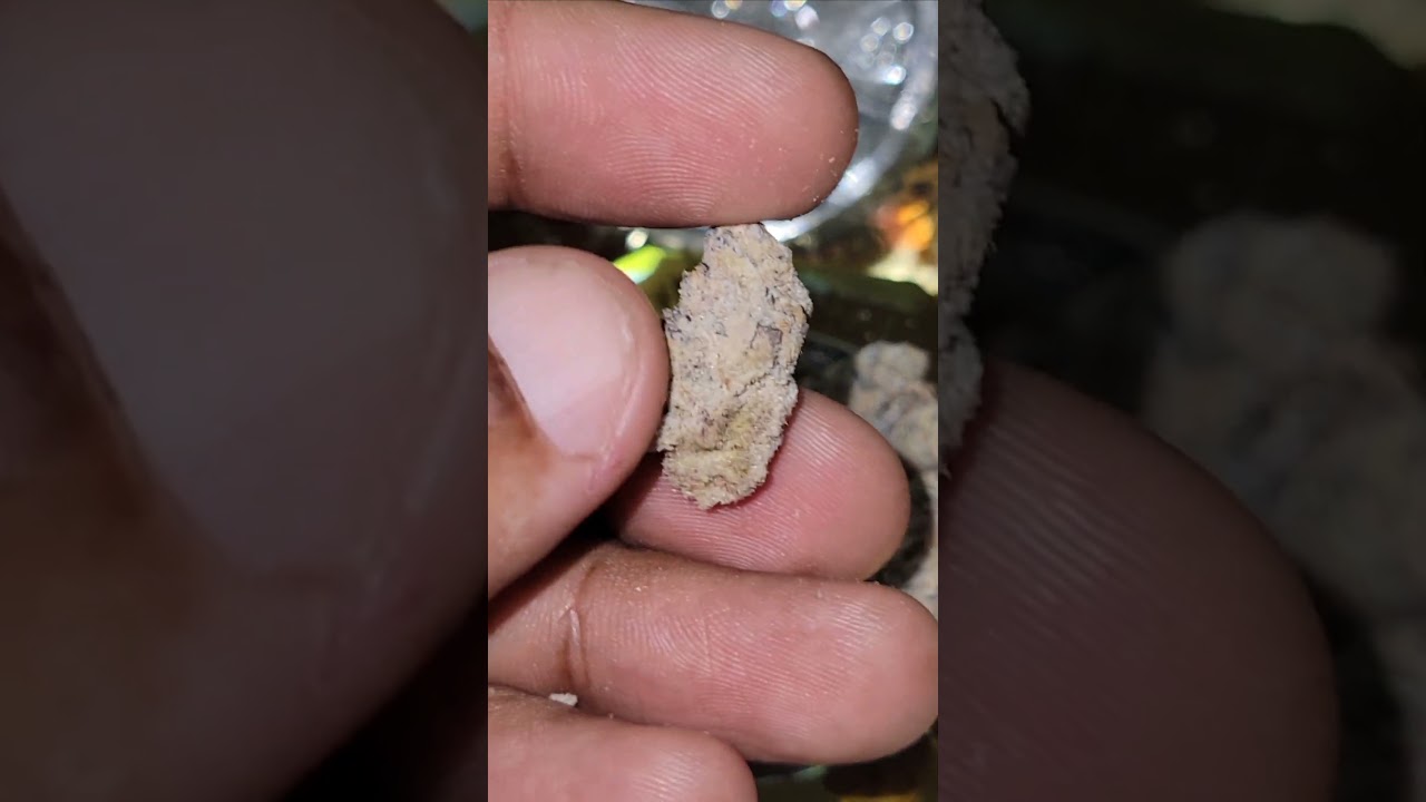 Lemon headz *live resin infused flower* cultivated by Lift Ticket x Brilliance