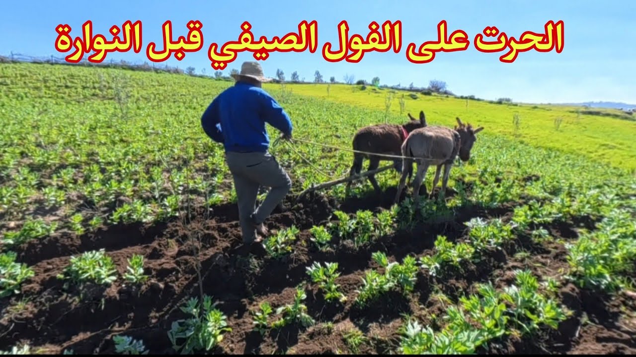حرت الفول الصيفي  قبل النوارة 