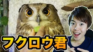 フクロウカフェに初めて行ってみた！笑顔？が可愛すぎる！