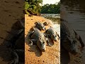 baby crocodile moving to the river  #wildlife