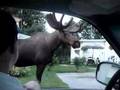 Moose de ALaska