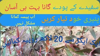 Safda Ka Tree سفیدے کے پودے