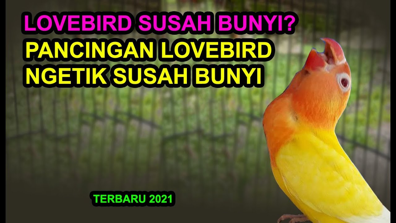 Manfaat bawang putih untuk lovebird
