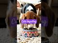 #trending #dog #dogshorts # food#public#public#viralshot