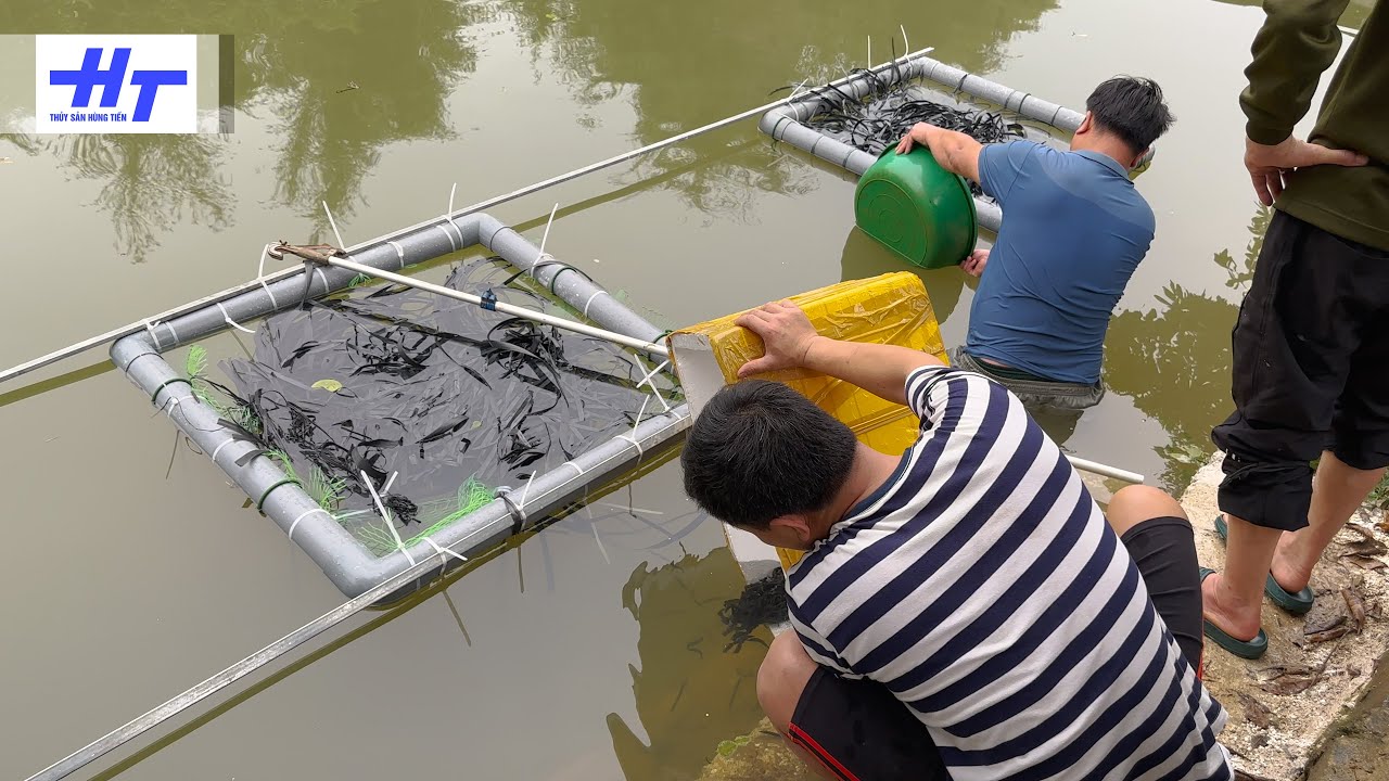 Mô hình nuôi cá chạch chấu hiệu quả kinh tế cao | Thủy sản Hùng Tiến