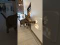 Smart cat opens the door with a touch🤣🤣🤣#catsoftiktok #cute #viral #fyp #cat