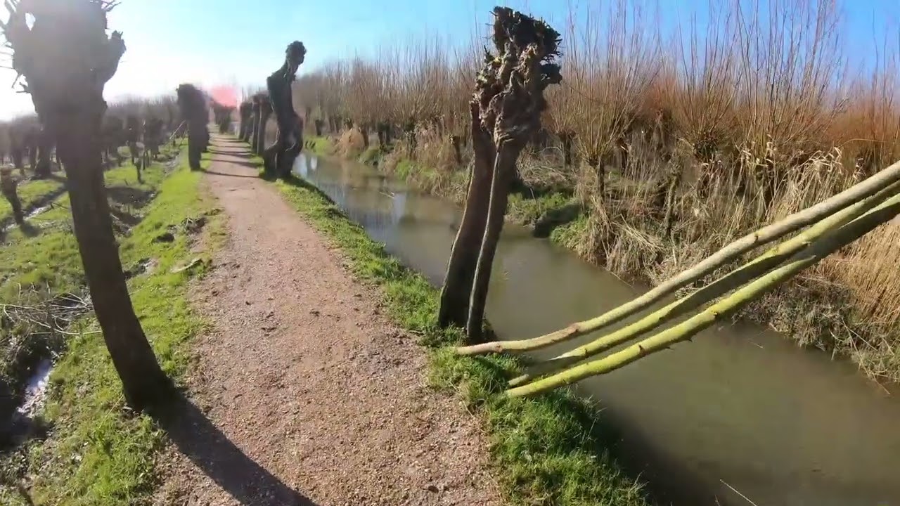 Veel wilgen gerooi in de getijde gebied de Rhoonse Grienden