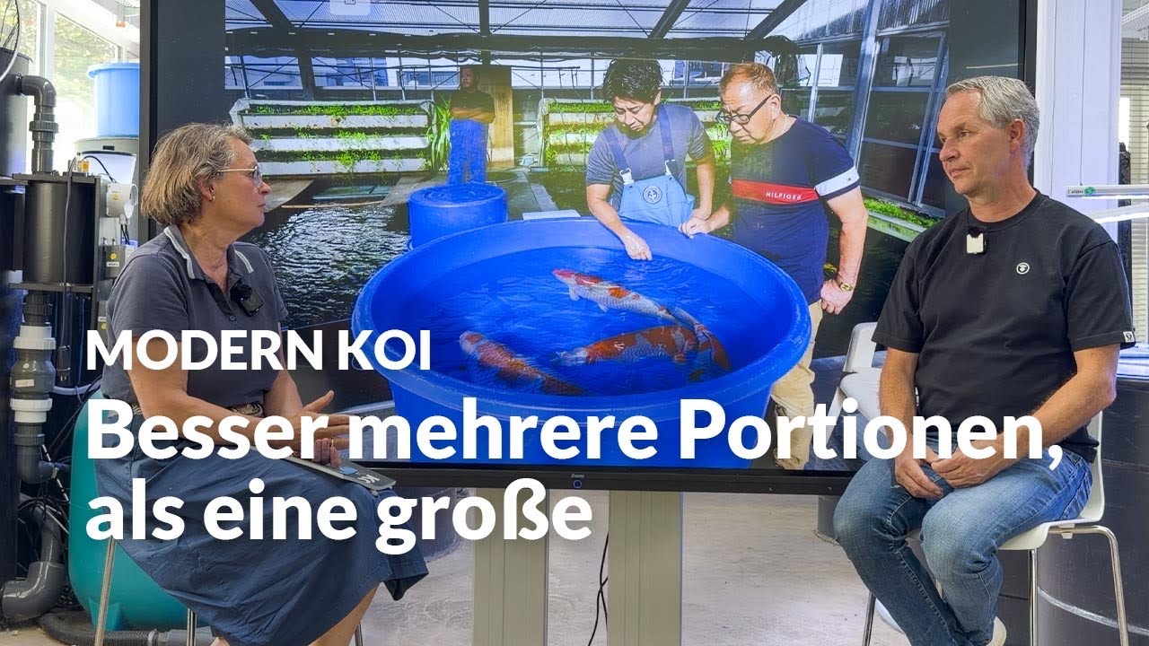 Wichtiges zum Thema Koi Fütterung | Modern Koi Blog #8172