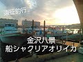 金沢八景に船アオリイカ遠征