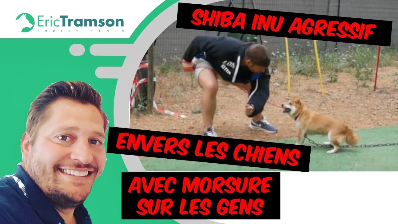 SEINE ET MARNE, éducation chienne shiba inu agressif envers les chiens avec morsure sur les gens - YouTube