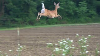 Whitetail Doe with jumping in slow motion by Wildlife Videos of Scott Bellone 36,855 views 5 years ago 4 minutes, 54 seconds