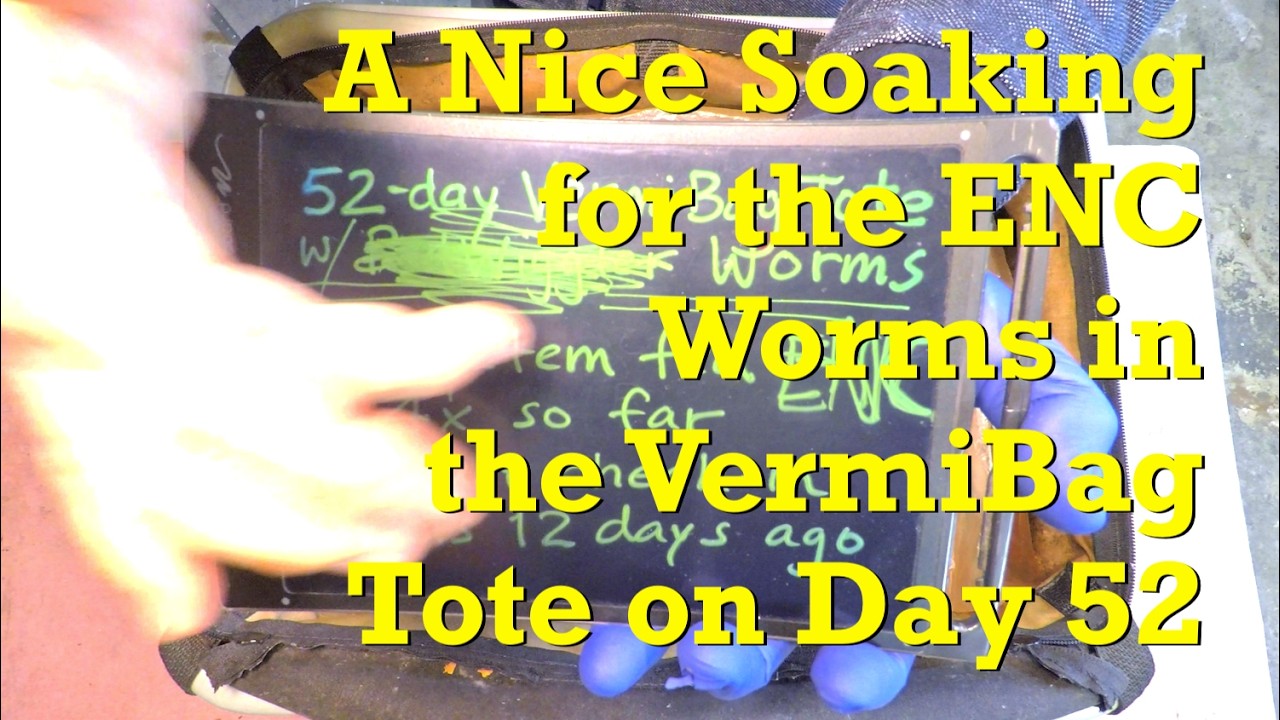 Тщательное увлажнение 52-дневного контейнера VermiBag Tote с червями ENC во время 5-го кормления ...