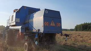 Bizon Rekord z058 , New Holland t6.165,, Metaltech db8000 , Koszenie żyta populacyjnego żniwa 2022