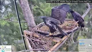 Wildlife Rescue of Dade County Eagle Nest Cam on 3/4/26  74 day old R10 fludge/fledges