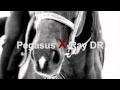 Pegasus xray dr