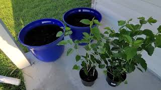 Dwarf Everbearing Mulberry Trees -April 15, 2024