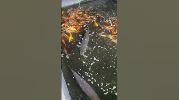 Trắm đen 20kg 1 con lh 0922123555